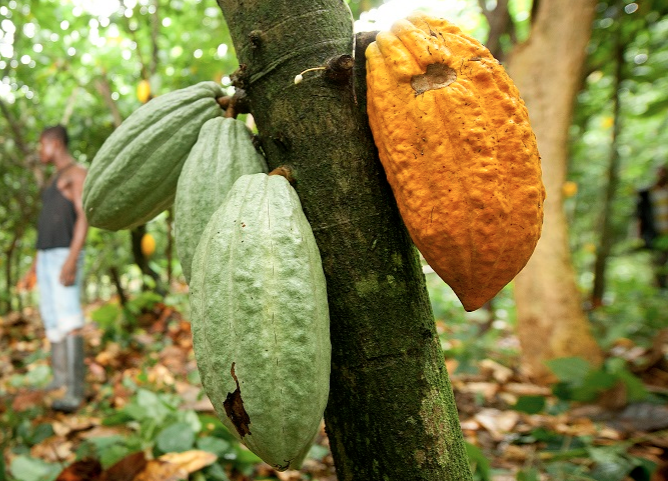 A-cacao-tree-in-Ghana.png