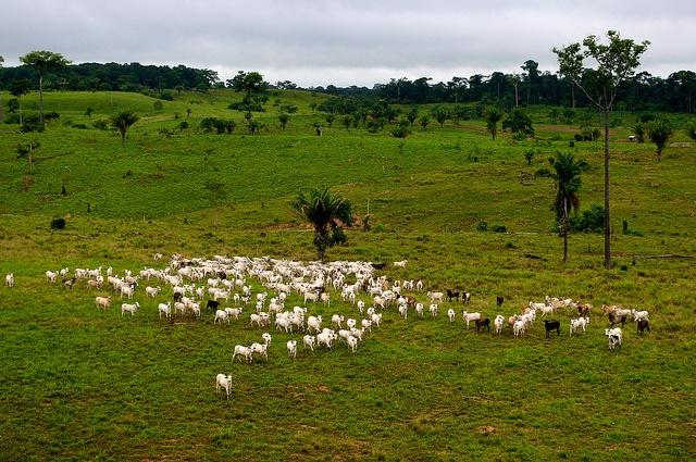 A-cattle-ranch-on-what-was-once-rain-forest-near-Rio-Branco-Brazil.jpg