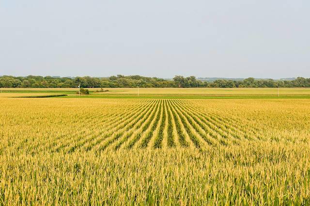 A-corn-farm-in-rural-Iowa.jpg