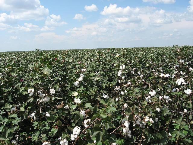 A-cotton-farm-in-Louisiana.jpg