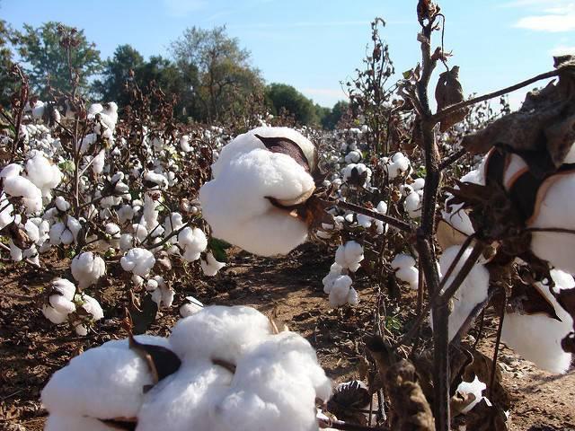 A-cotton-farm-in-South-Carolina.jpg
