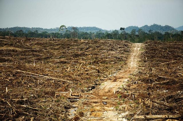 A-deforested-area-on-Borneo-attributed-to-palm-oil-production.jpg