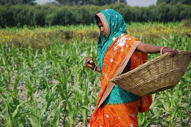 A-farmer-weeding-a-corn-field-in-Bihar-India.jpg