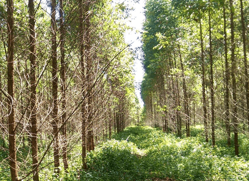 A-managed-eucalyptus-forest-in-rural-China.png