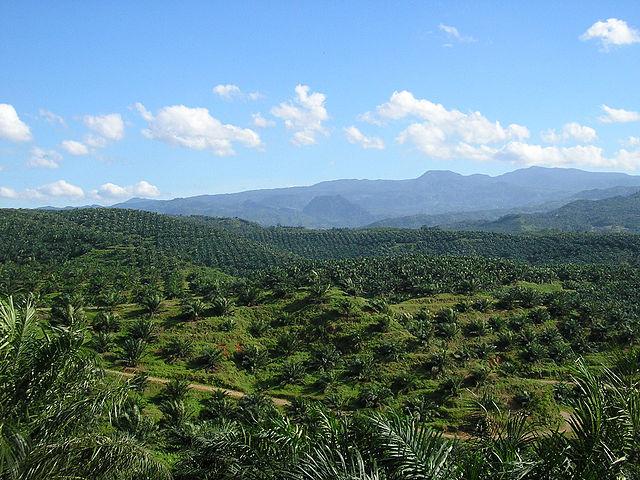 A-palm-oil-plantation-in-Indonesia.jpg