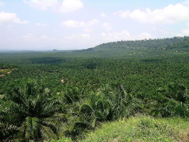 A-palm-oil-plantation-in-Sabah-Borneo-Malaysia.jpg