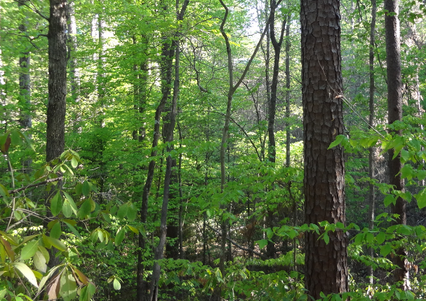 A-short-leaf-pine-and-beech-forest-in-rural-Arkansas.png