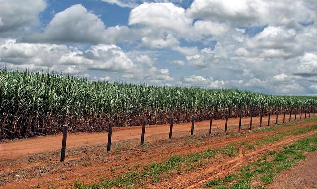 A-sugarcane-plantation-in-the-Brazilian-State-of-Acre.jpg
