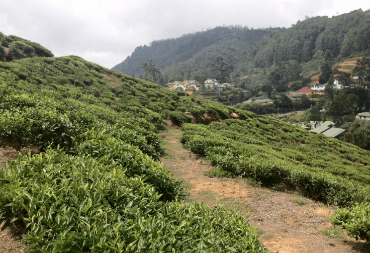 A-tea-plantation-in-Sri-Lanka.png
