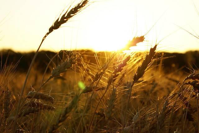 A-wheat-farm-in-Kansas.jpg