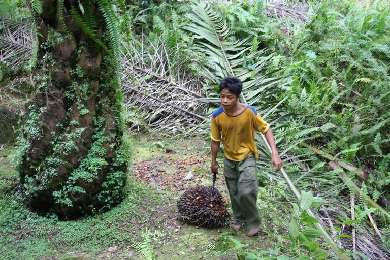 A-young-boy-collecting-palm-oil-fruit-on-an-Indonesian-plantation.jpg