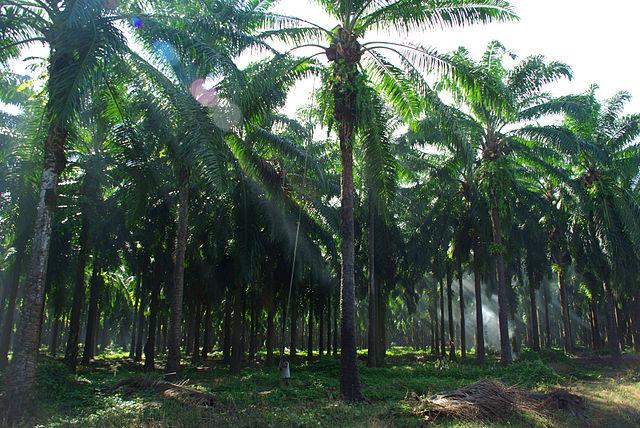 A_man_uses_a_ling_stick_with_a_knife_on_the_end_to_harvest_the_fronds_of_the_Palm_oil_tree._10662376496.jpg