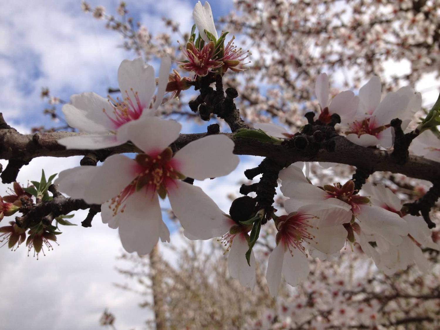Almond-blossoms-near-Sanger-California.jpg