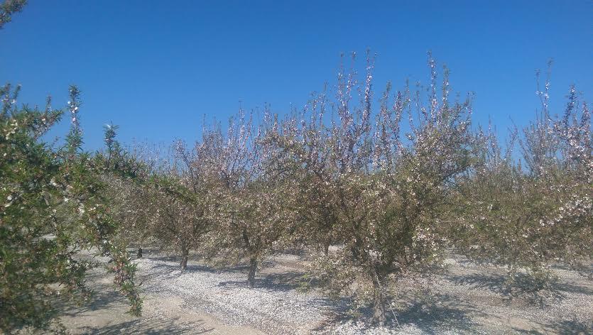 Almond-orchard-in-Madera-County-California.jpg