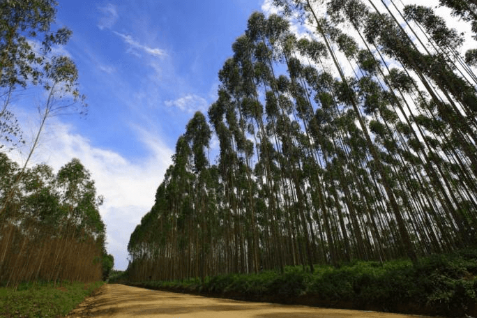 An-APP-managed-forest-of-eucalyptus-trees.png