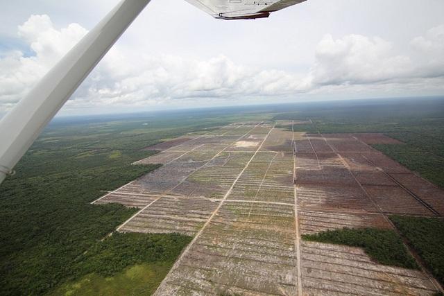 An-aerial-view-of-deforestation-due-to-palm-oil-production-in-Indonesia.jpg