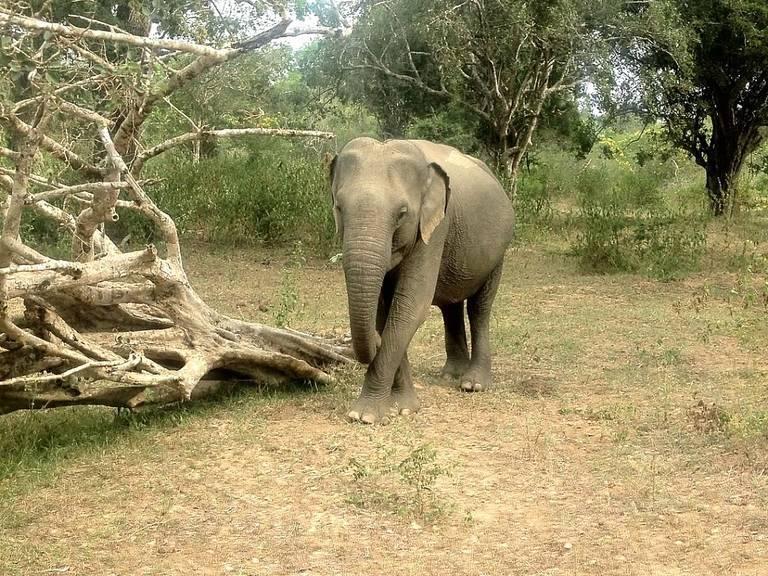 An-elephant-at-a-Sri-Lanka-wildlife-reserve.jpeg