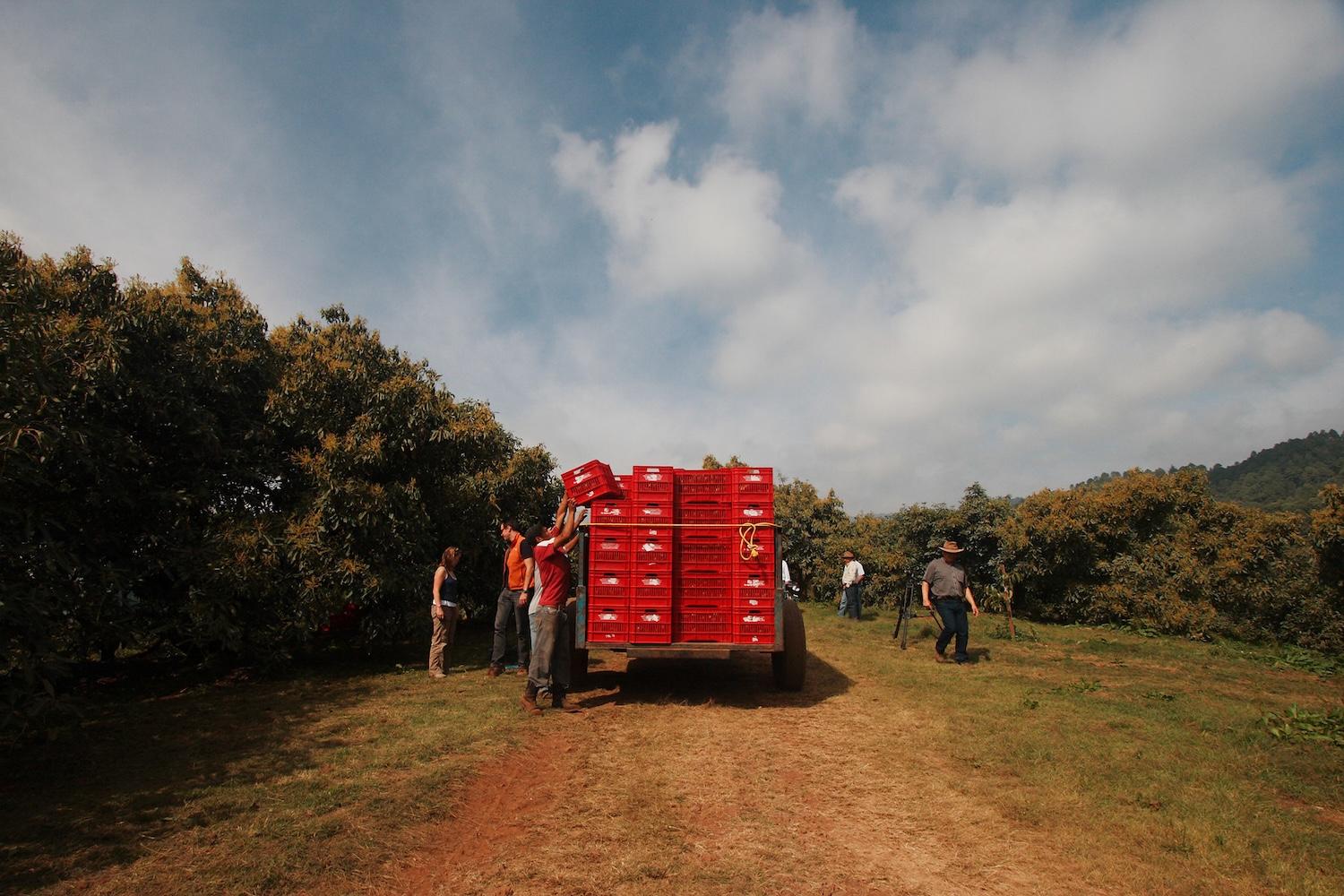 workers packing avocados onto a truck at a farm in Mexico