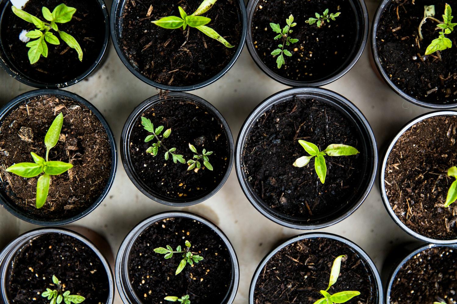 Sprouts in plastic plant pots — plant pot recycling 