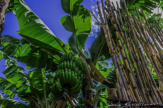 Bananas.jpg