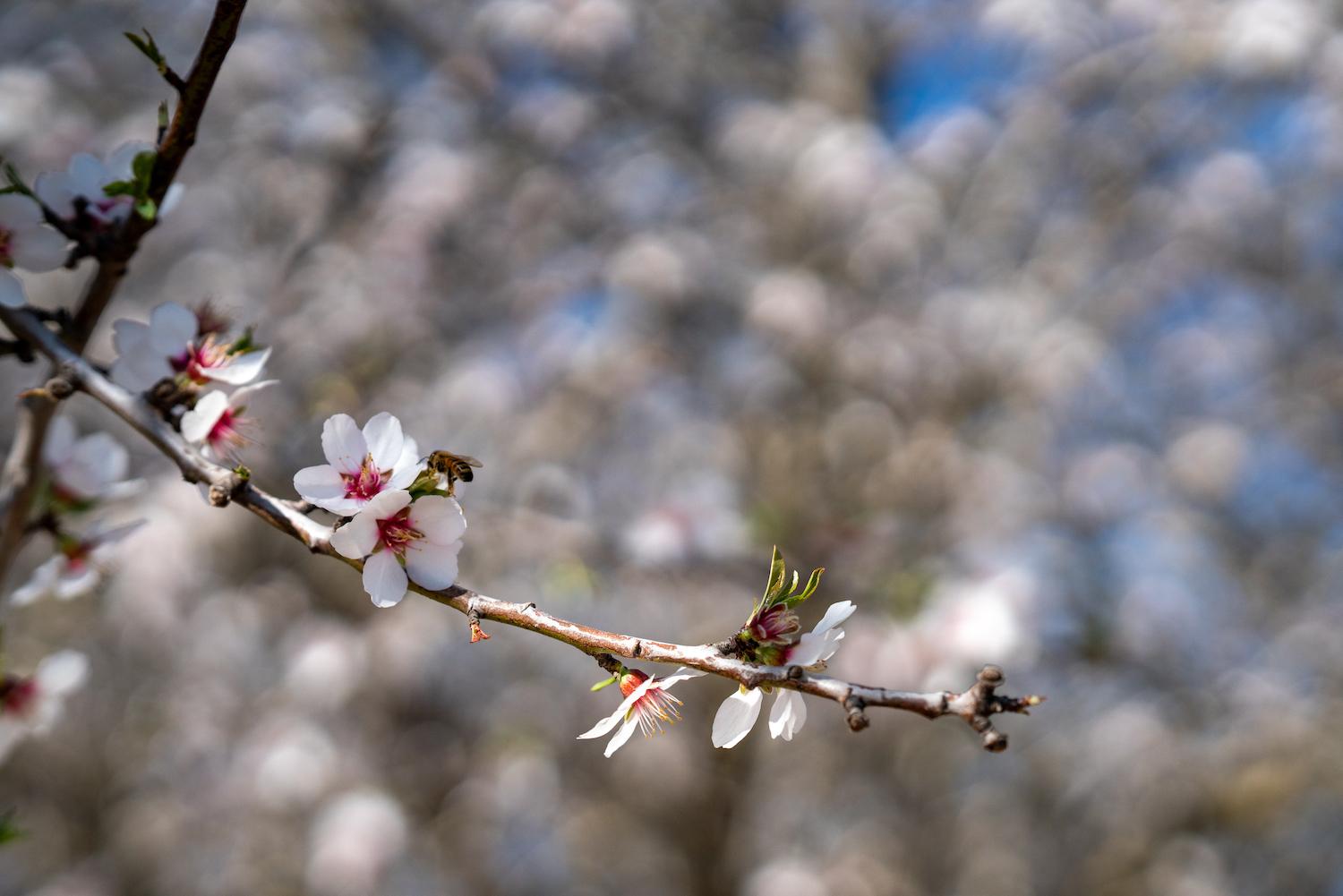 A bee on a blossom at the 500-acre plot used for the Kind Almonds Acres Initiative in Fresno, California.