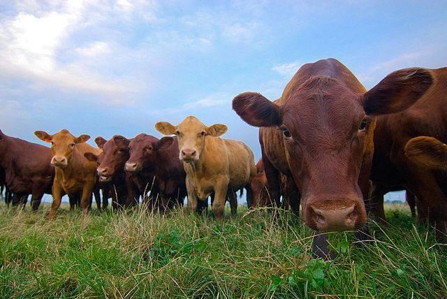 Bill_Niman_grass-fed_cattle_RThompson-USDA-Wik.jpg