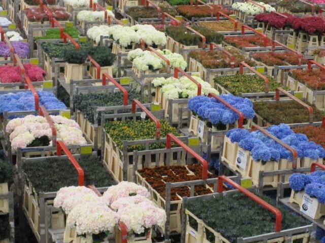 Billions-of-flowers-pass-through-the-Aalsmeer-Flower-Auction-in-the-Netherlands.jpg