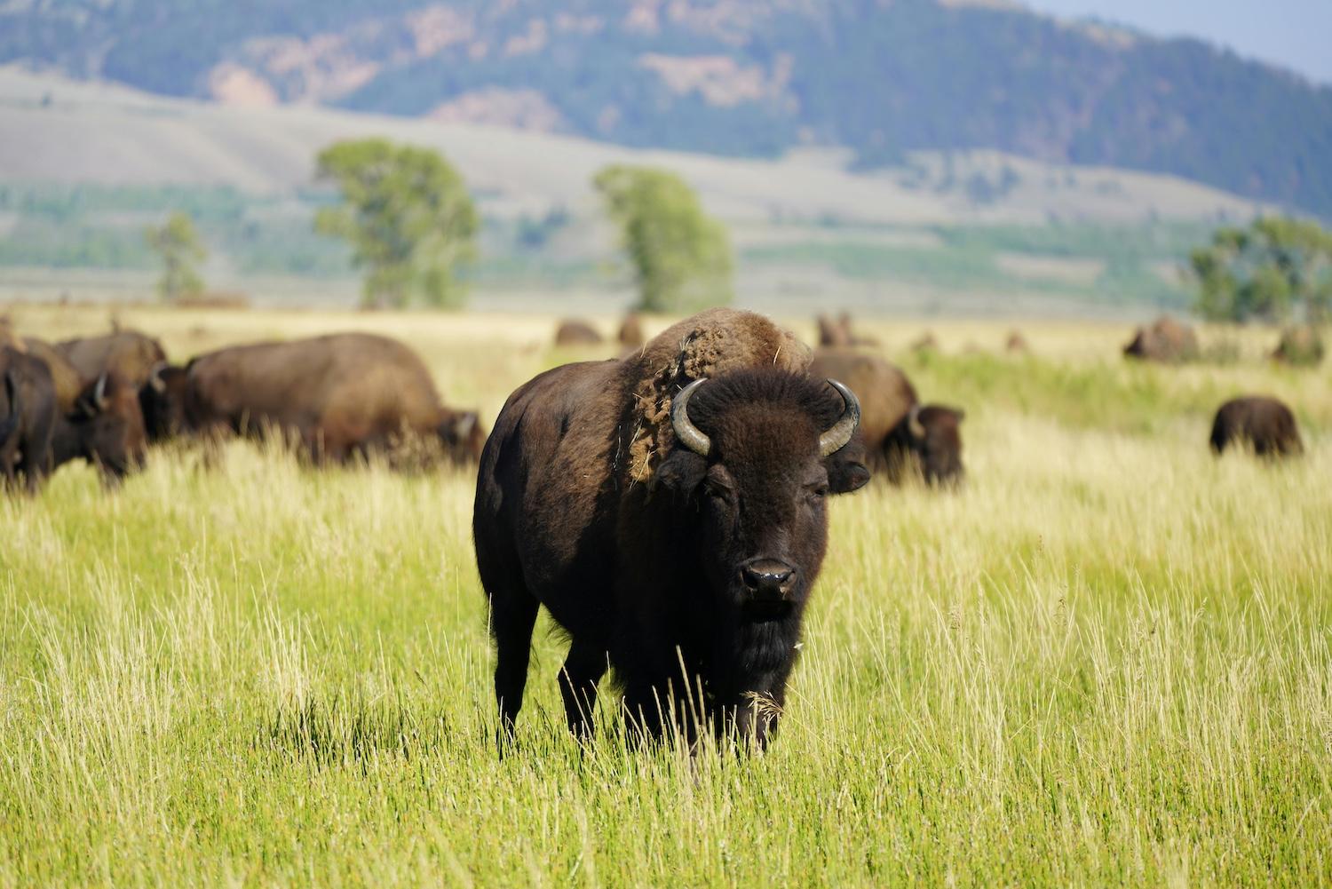 A buffalo herd grazing — Blackfeet Nation