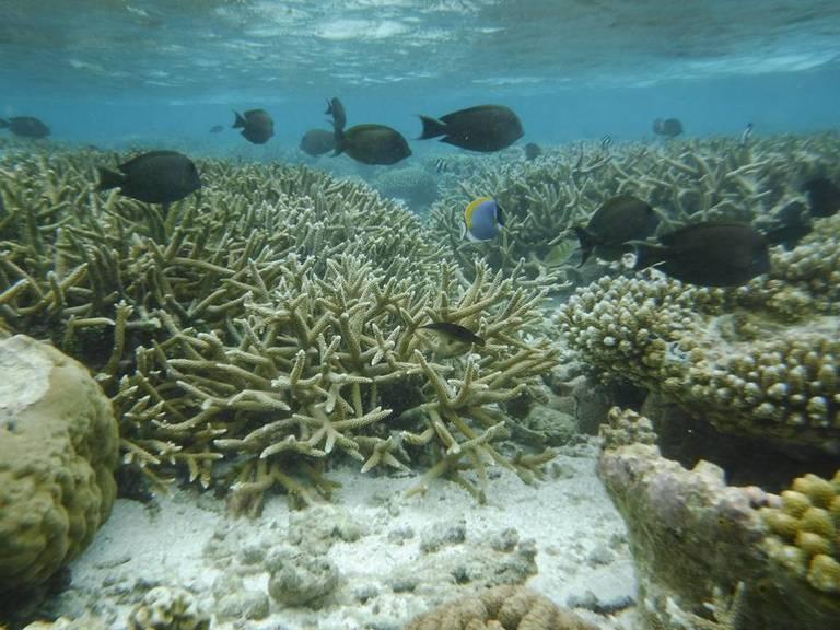 Bleached-coral-off-the-island-of-Omadhoo-Maldives.jpg