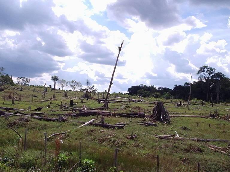 Brazil_deforestation_DanieleGidicki.jpg