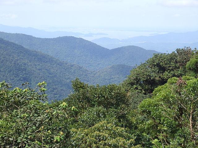 Brazils-Atlantic-forest-is-disappearing-but-one-company-says-it-has-potential-solution.jpeg