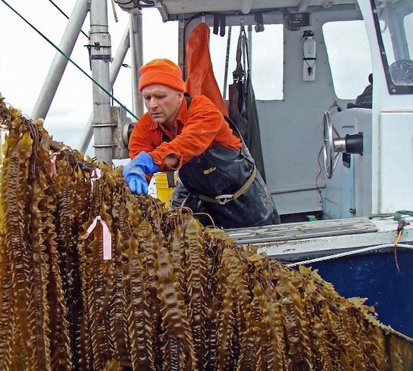 Bren-Smith-harvesting-kelp-at-his-Long-Island-3D-ocean-farm.jpeg