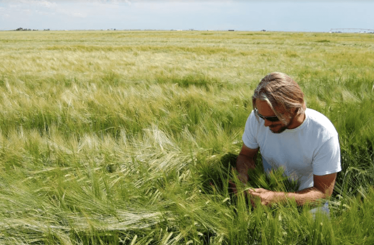 Brian-Neufeld-checking-barley-in-San-Luis-Valley-Colorado.png