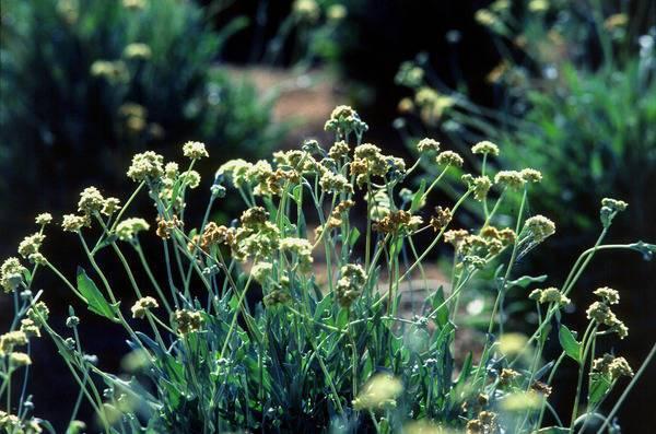 Bridgestone_rubber_guayule_1.jpg