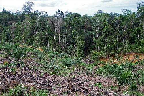 CIFOR-Cleared-Land.jpg