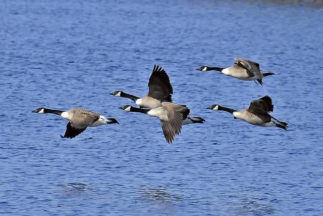 Canada-geese-are-inspiring-engineers-at-Boeing-and-NASA.jpg