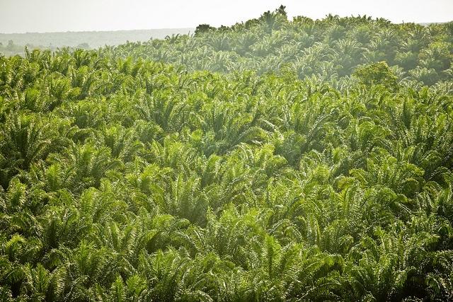 Cargill-has-been-accused-of-operating-undisclosed-palm-oil-plantations-like-this-one-in-Indonesia.jpg