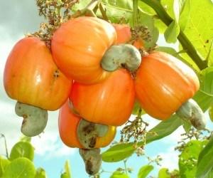 Cashew-fruit-the-next-big-thing.jpg