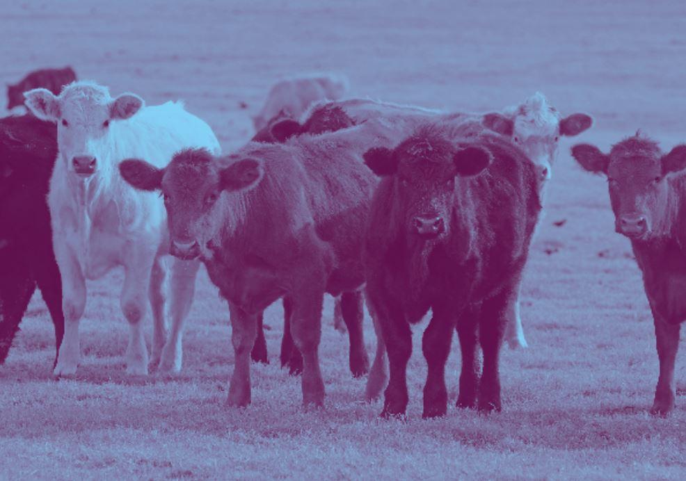 Cattle-Animal-Welfare-BBFAW.jpg