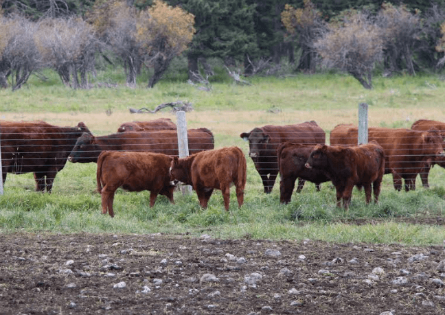 Cattle-at-a-ranch-in-rural-Alberta-Canada.png