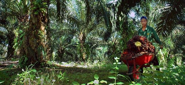Child-labor-is-one-endemic-problem-within-the-palm-oil-sector-say-activists.jpg