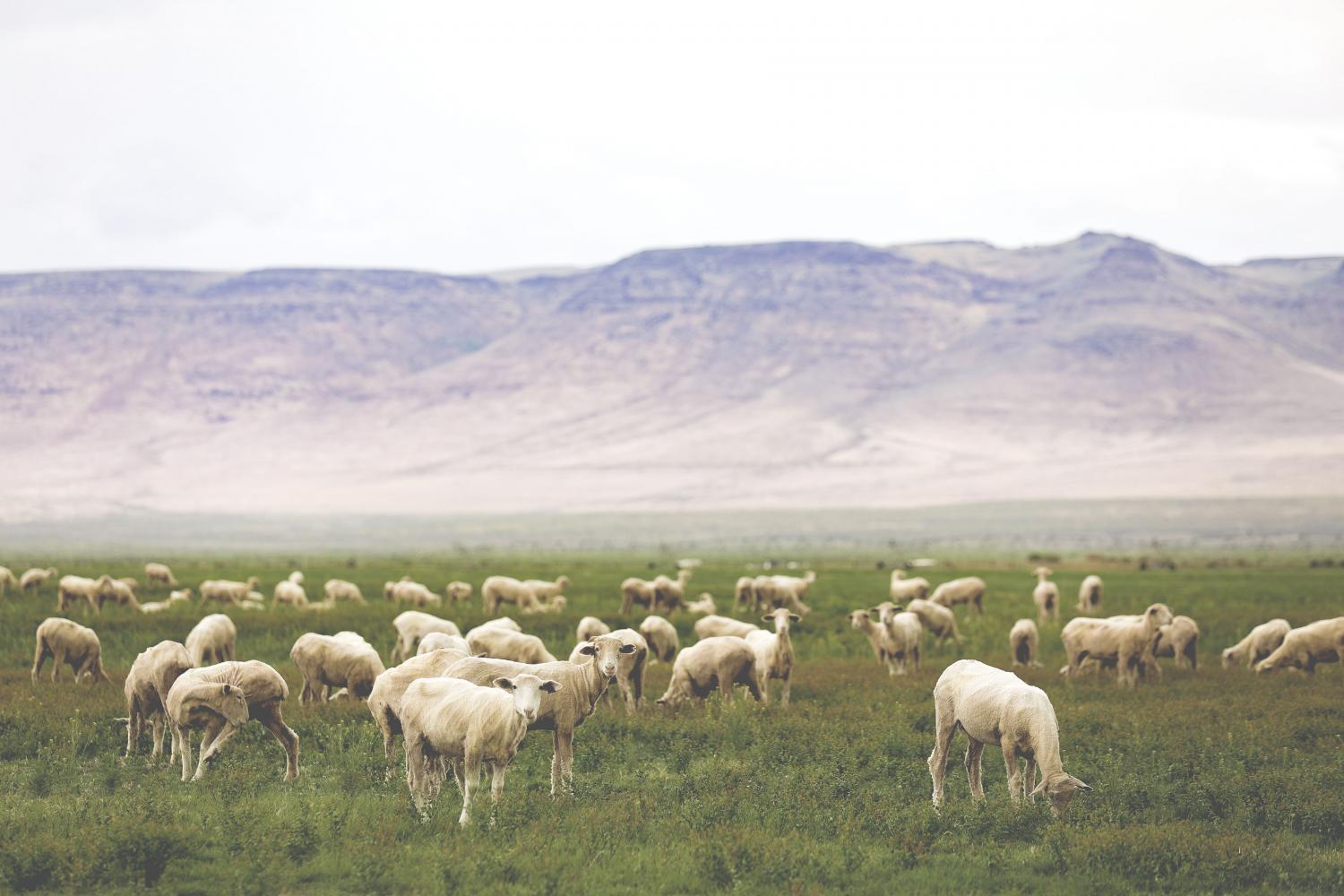Climate-Beneficial-Sheep-in-Field_2-1.jpg