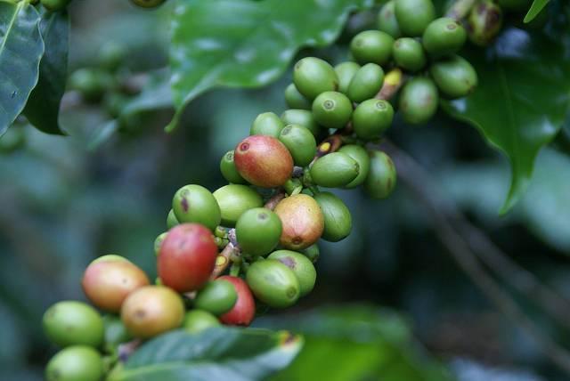 Coffee-beans-on-a-farm-in-Honduras.jpg