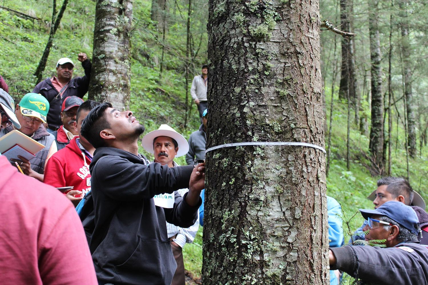 A person measures the trunk of a tree in the forest as a part of the Cool Effect Seeing the Forest for the Trees initiative.