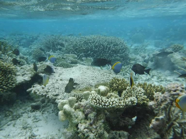 Coral-reefs-in-Ohmadoo-Maldives.jpg