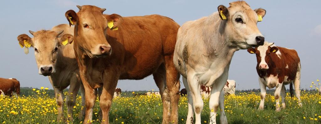 Cows.jpg