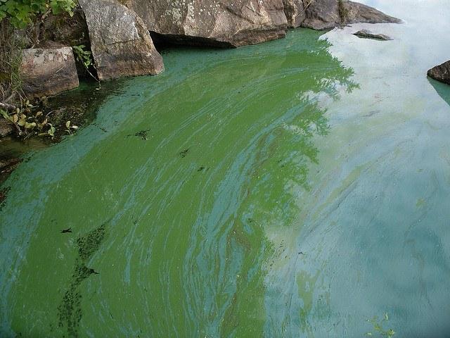 Cyanobacteria.jpg