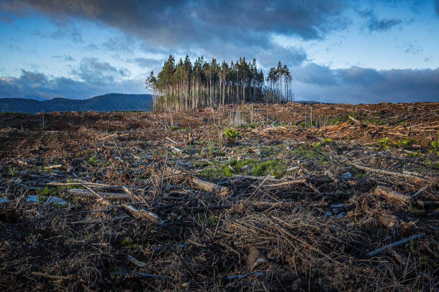 Deforestation Climate Change