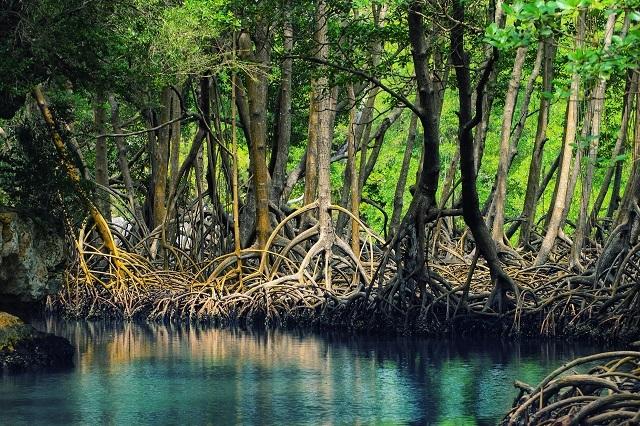 Dominican_republic_Los_Haitises_mangroves.jpeg