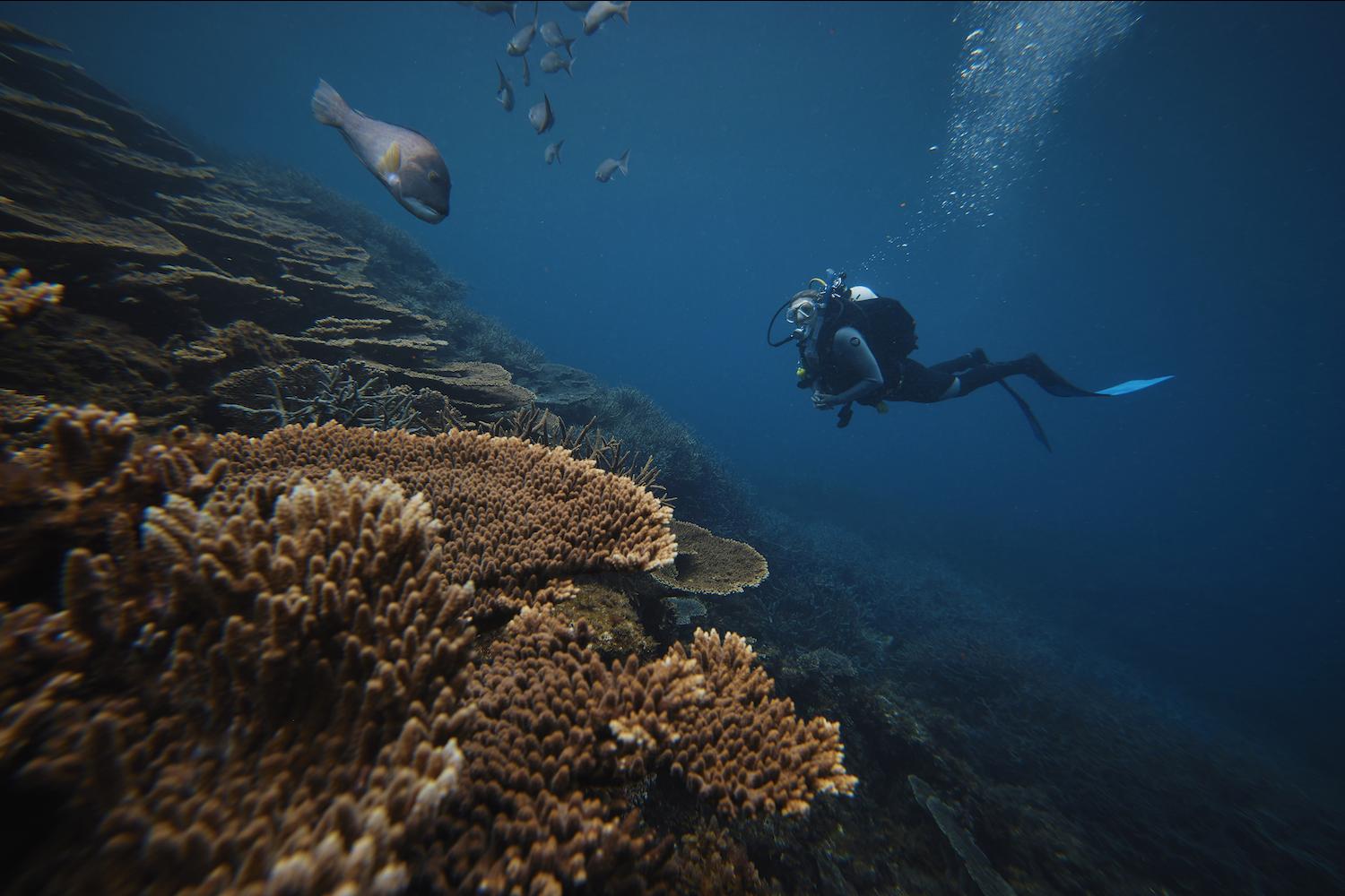 Dr. Foster dives near Abrolhos Islands in Western Australia